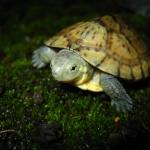field_featured_image